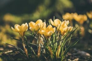 How Effective Deer Control Westchester County Protects Local Gardens