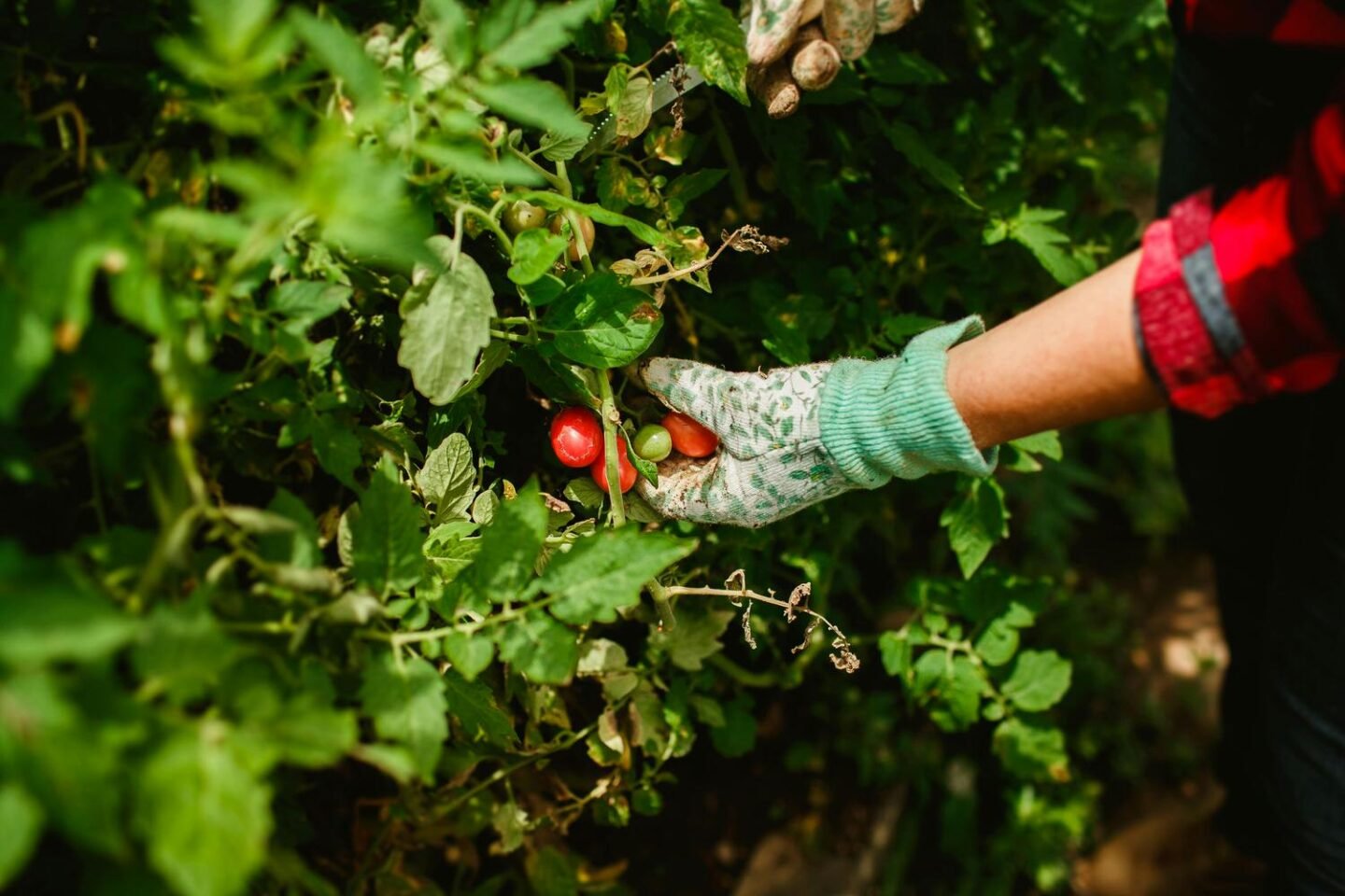 Top Tips for a Family-Friendly Vegetable Patch