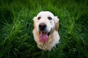 Pet-Friendly Lawns: Choosing the Right Grass for Your Furry Friends